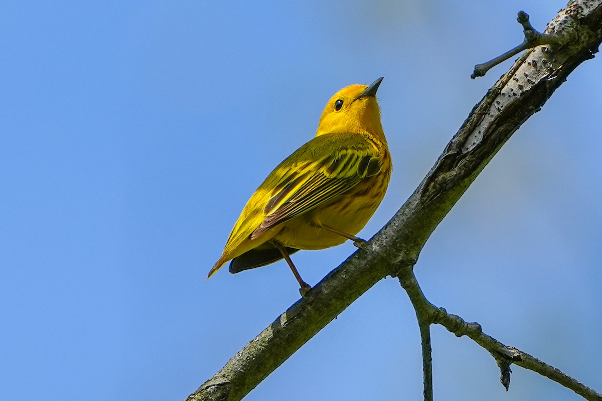 Yellow Warbler - ML618479895