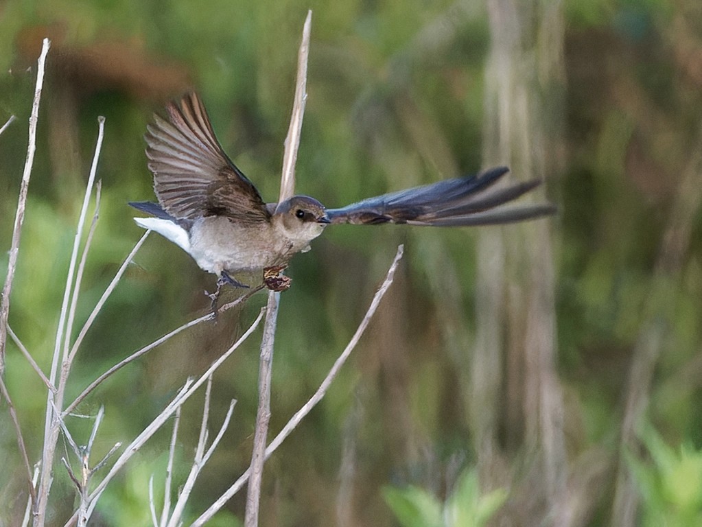 Northern Rough-winged Swallow - Binbin Yang