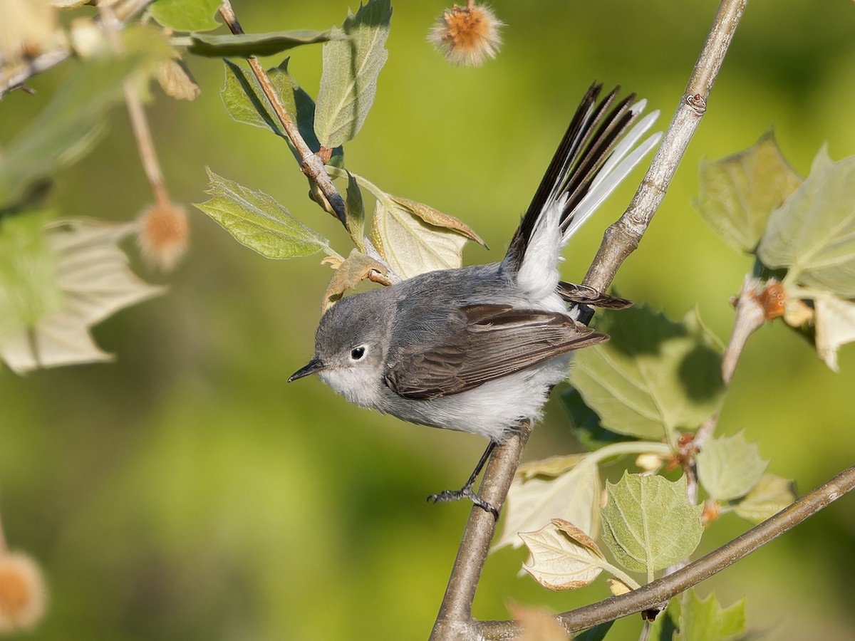 Blue-gray Gnatcatcher - ML618479924