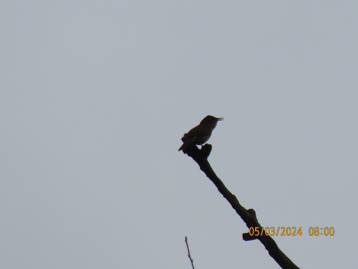 House Wren - Leon Book