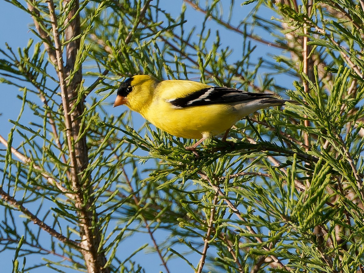 American Goldfinch - ML618479991