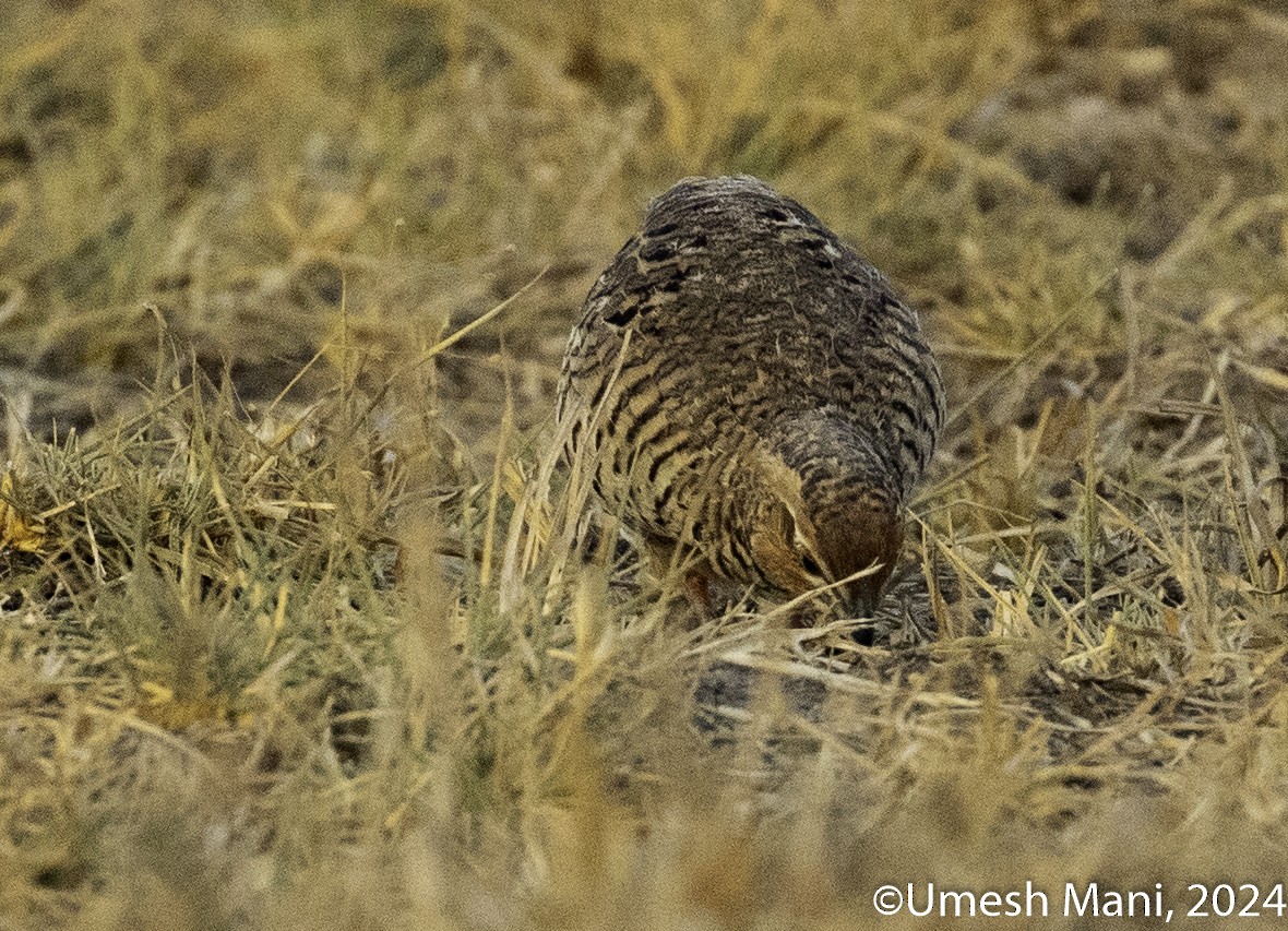 Rock Bush-Quail - ML618480004