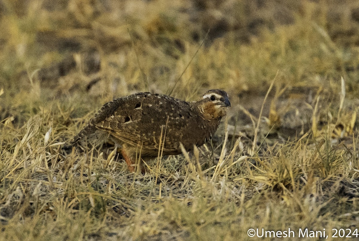 Rock Bush-Quail - Umesh Mani