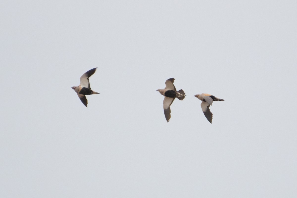 Black-bellied Sandgrouse - Ana Amaral