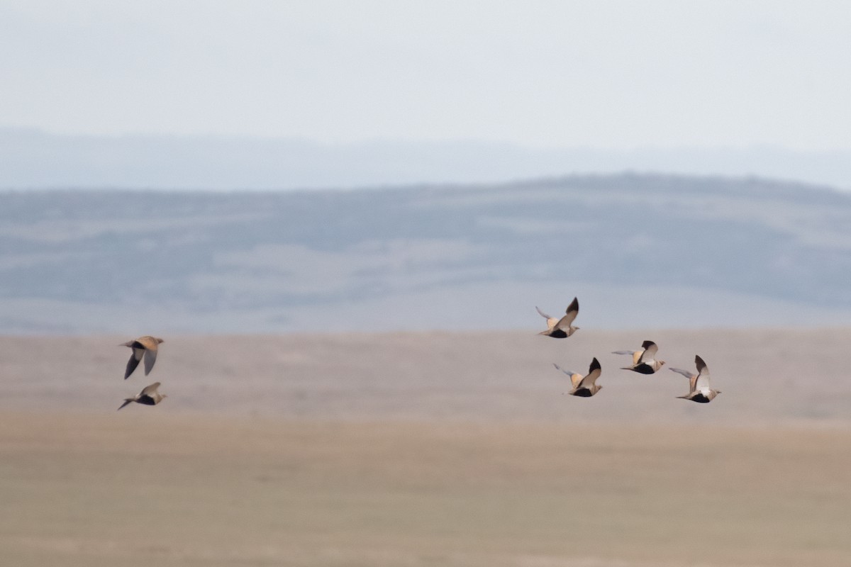 Black-bellied Sandgrouse - Ana Amaral