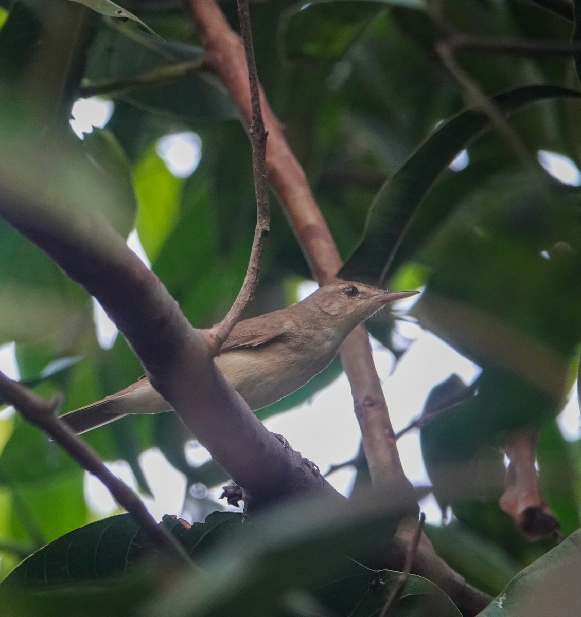 Large-billed Reed Warbler - Aritra Pal
