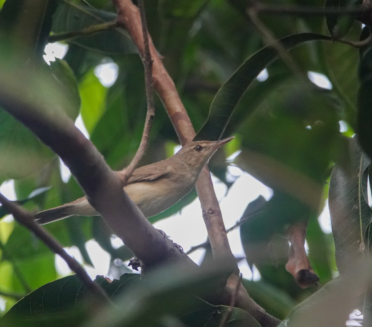 Large-billed Reed Warbler - ML618480051