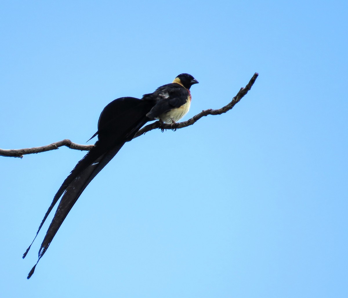 Eastern Paradise-Whydah - ML618480054