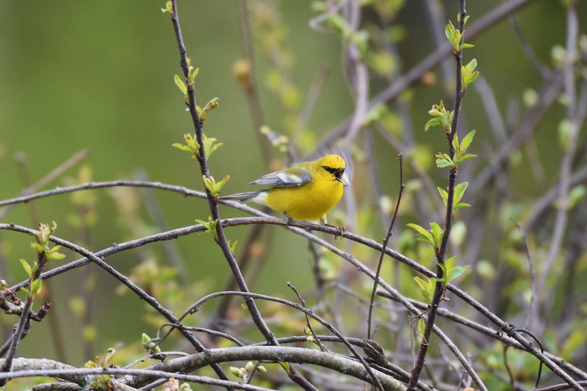 Blue-winged Warbler - ML618480059