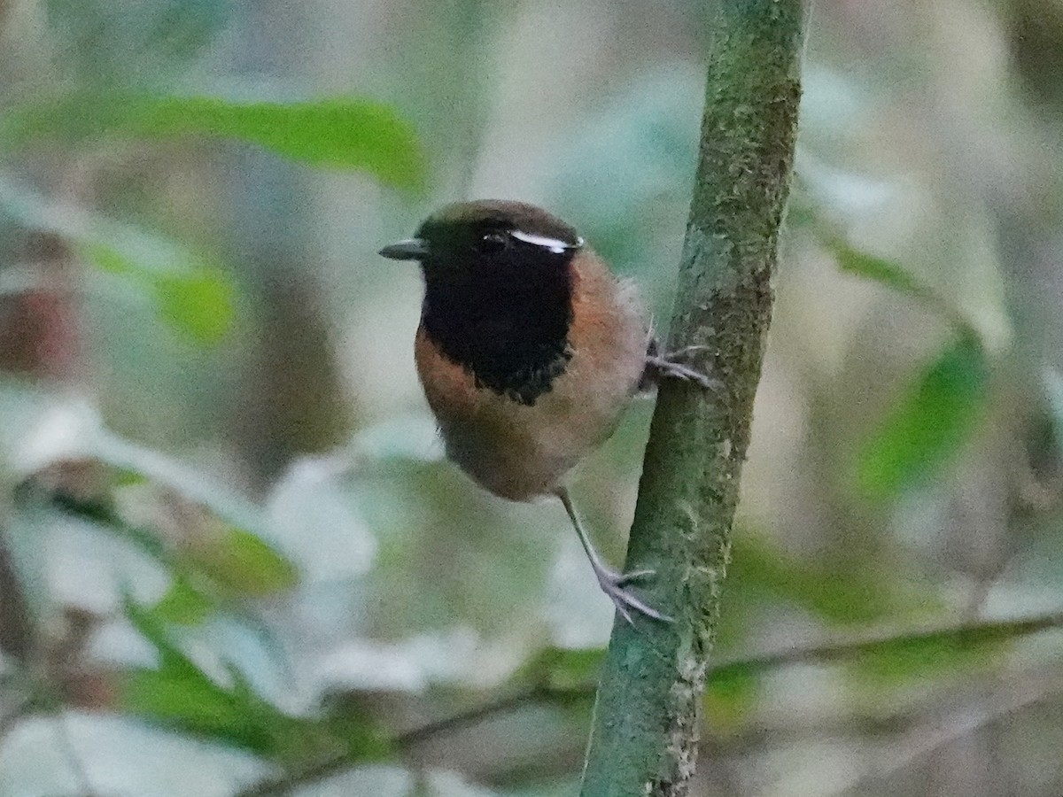 Black-breasted Gnateater - Barry Reed