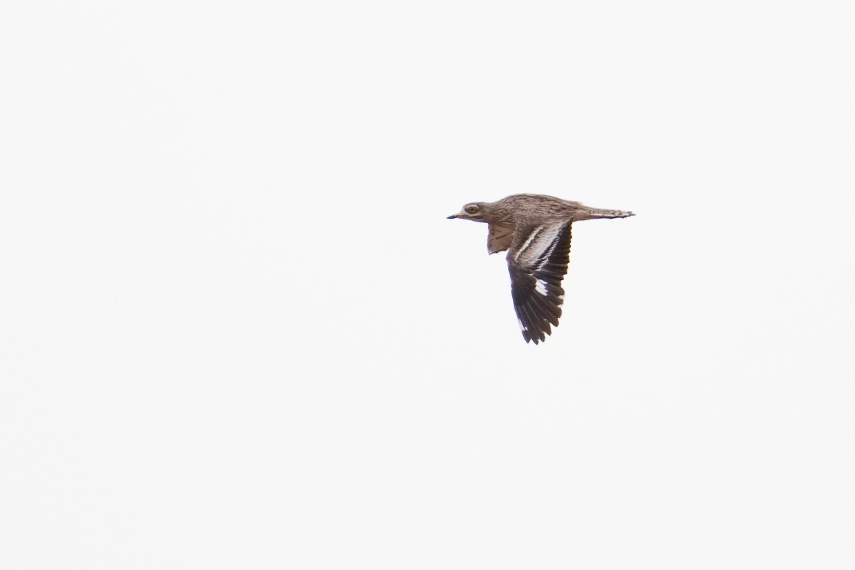 Eurasian Thick-knee - Ana Amaral