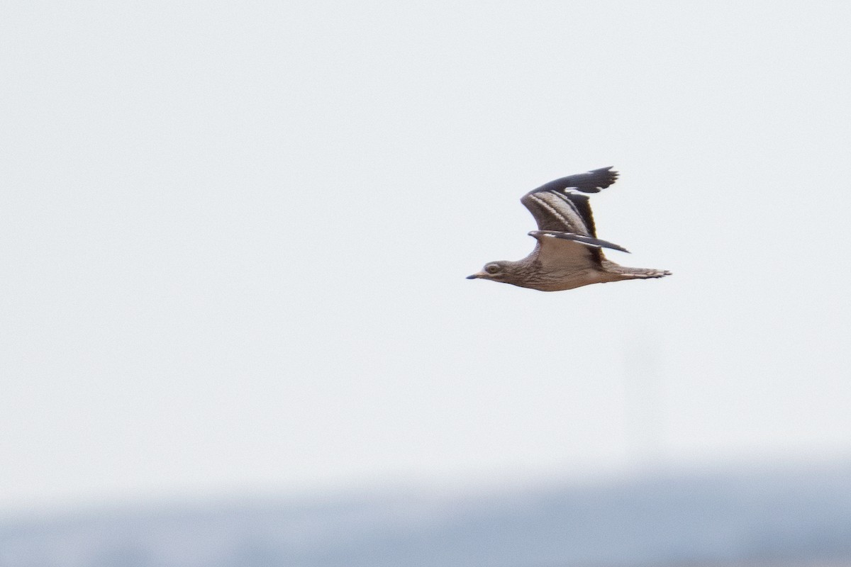 Eurasian Thick-knee - Ana Amaral