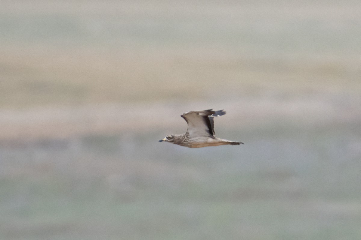 Eurasian Thick-knee - Ana Amaral