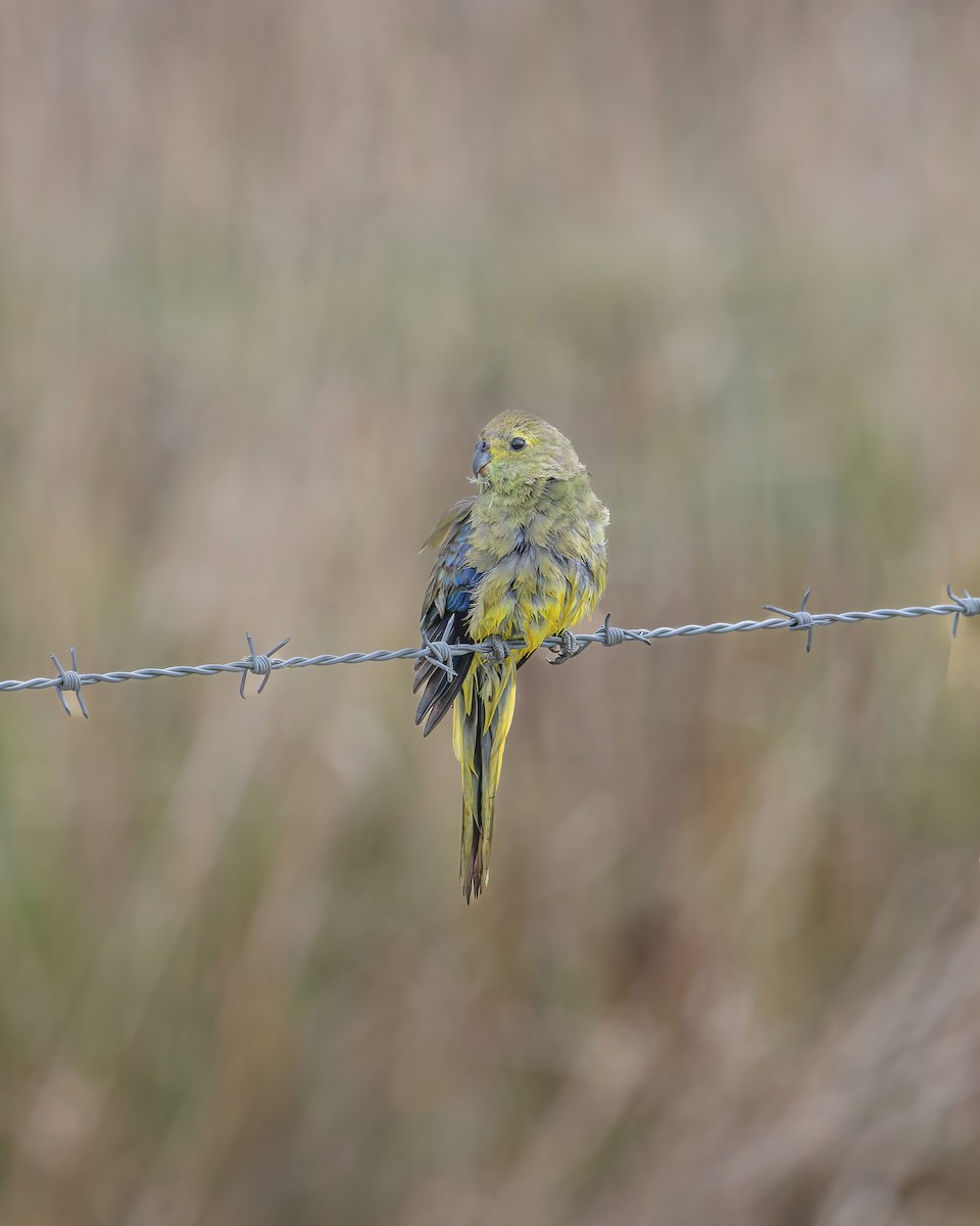 Blue-winged Parrot - Ben Johns