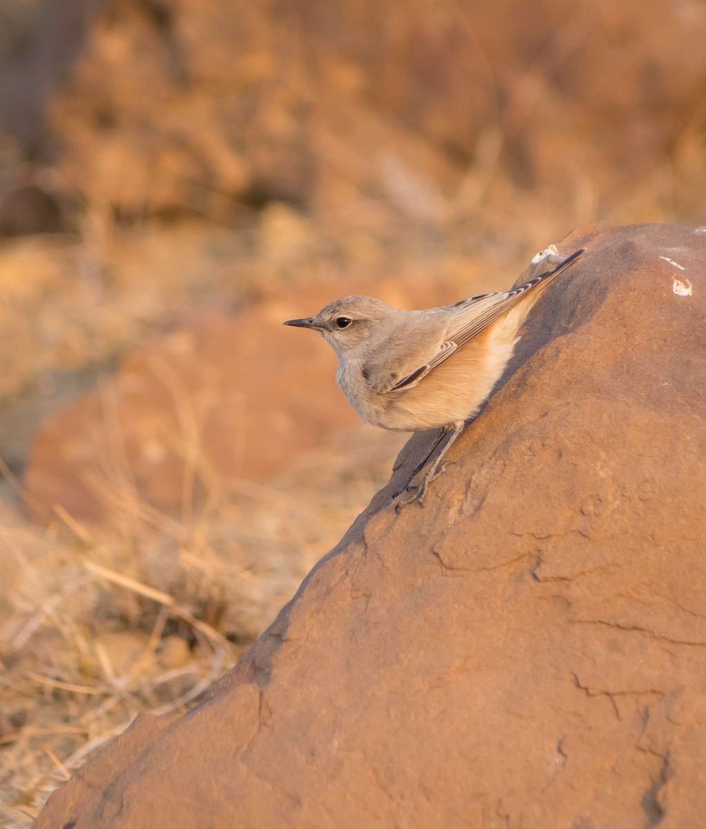 Persian Wheatear - Bhavik Dutt