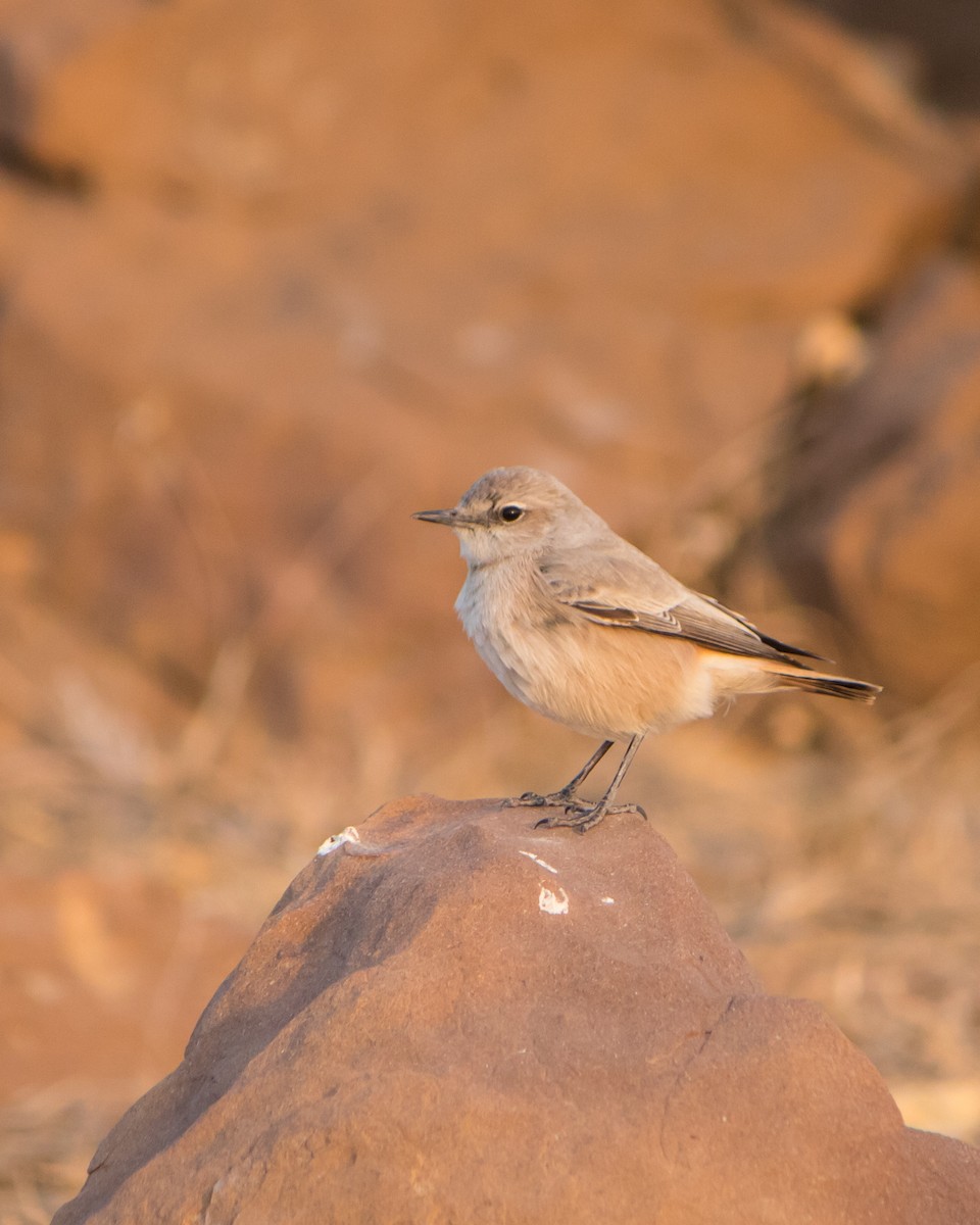 Persian Wheatear - Bhavik Dutt