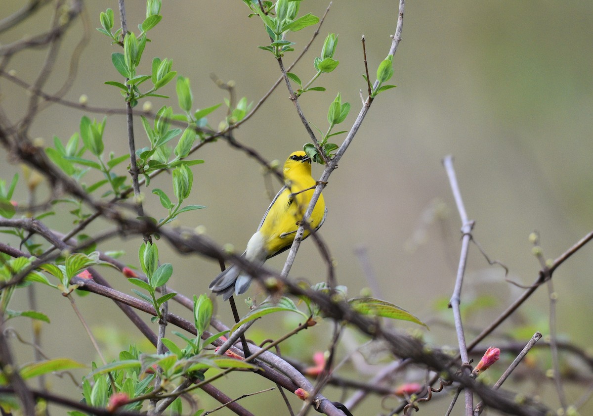 Blauflügel-Waldsänger - ML618480083