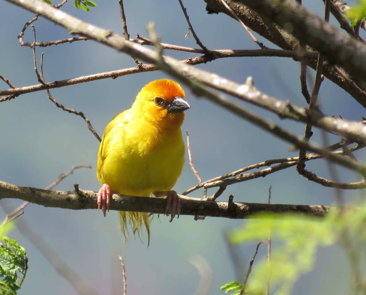 African Golden-Weaver - ML618480093