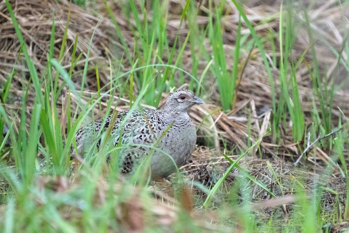 Ring-necked Pheasant - Kimberly Boal