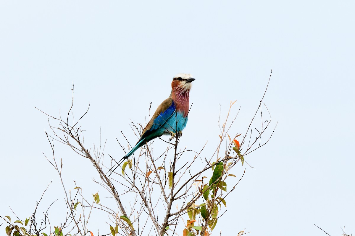 Lilac-breasted Roller - Pradeep Choudhary