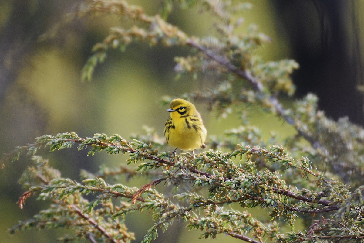 Prairie Warbler - Jaime Rodominick