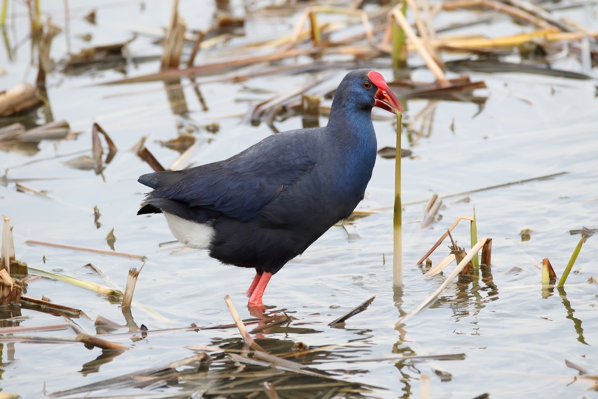 Western Swamphen - Delfin Gonzalez