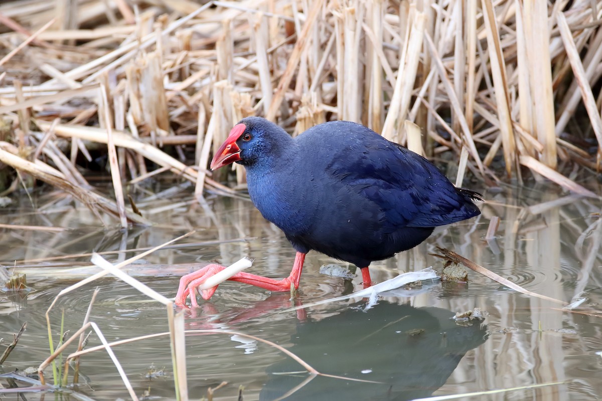 Western Swamphen - Delfin Gonzalez