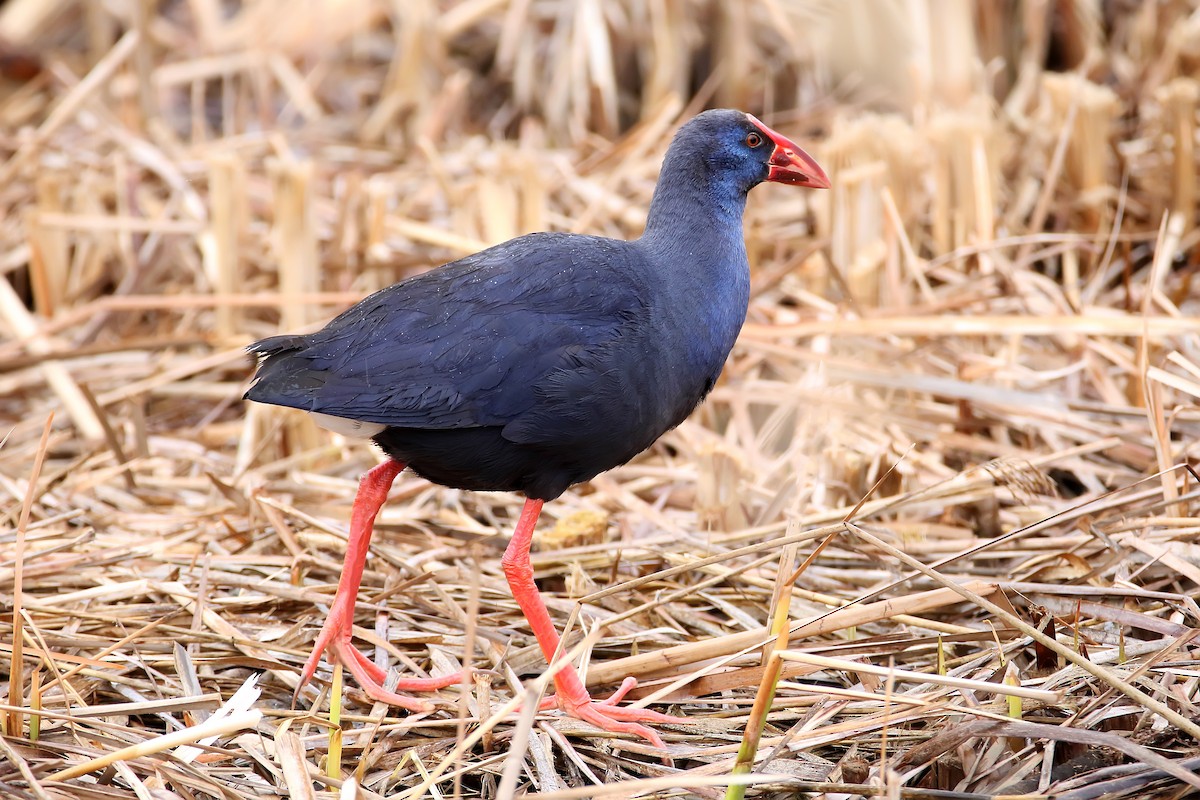 Western Swamphen - ML618480174