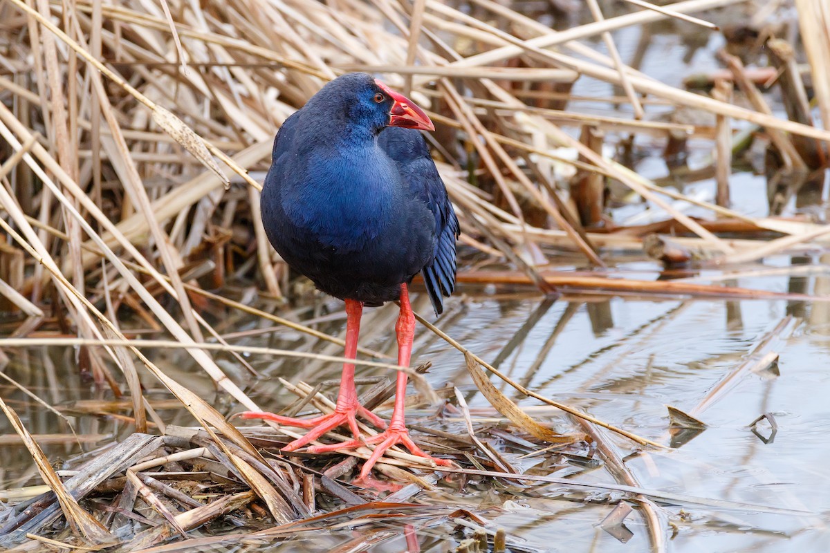 Western Swamphen - ML618480177