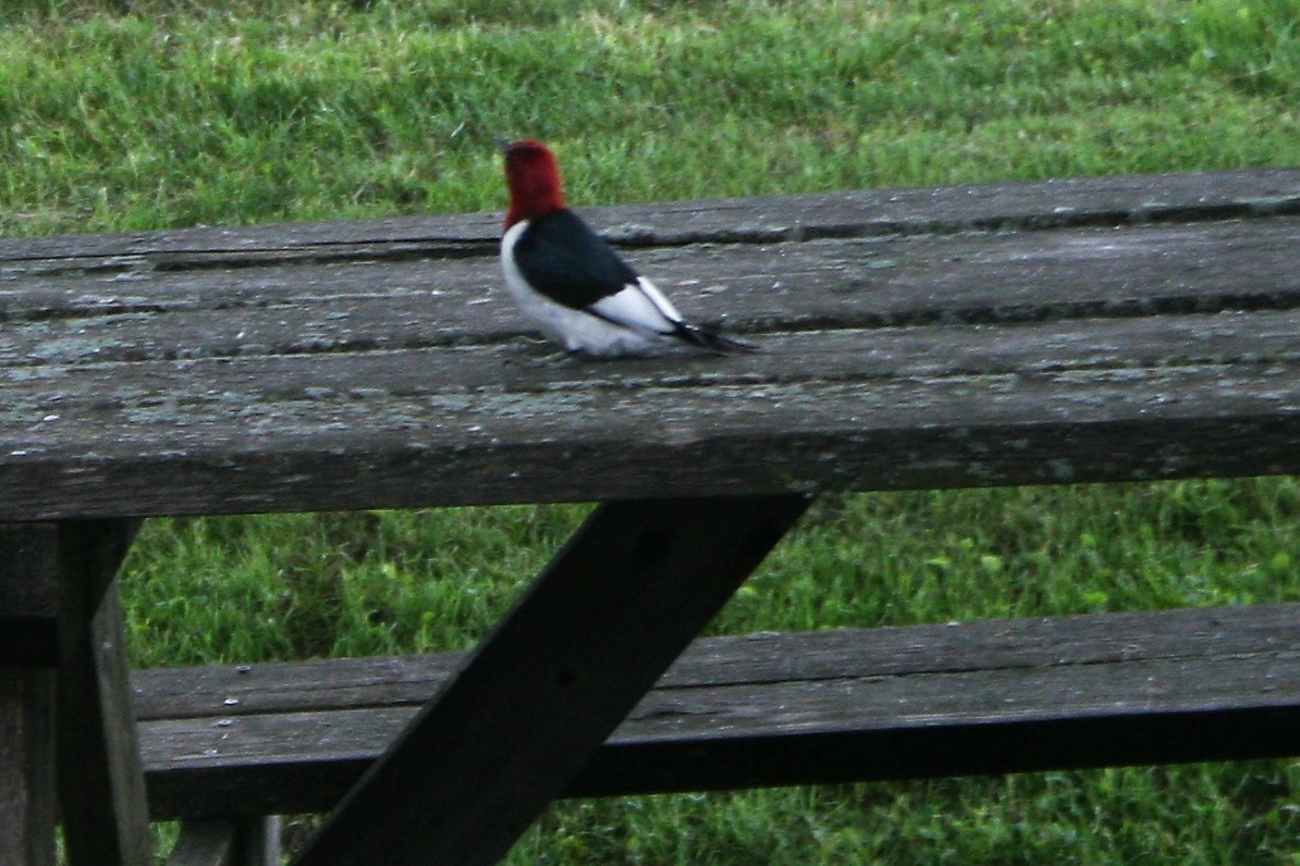 Red-headed Woodpecker - ML61848021