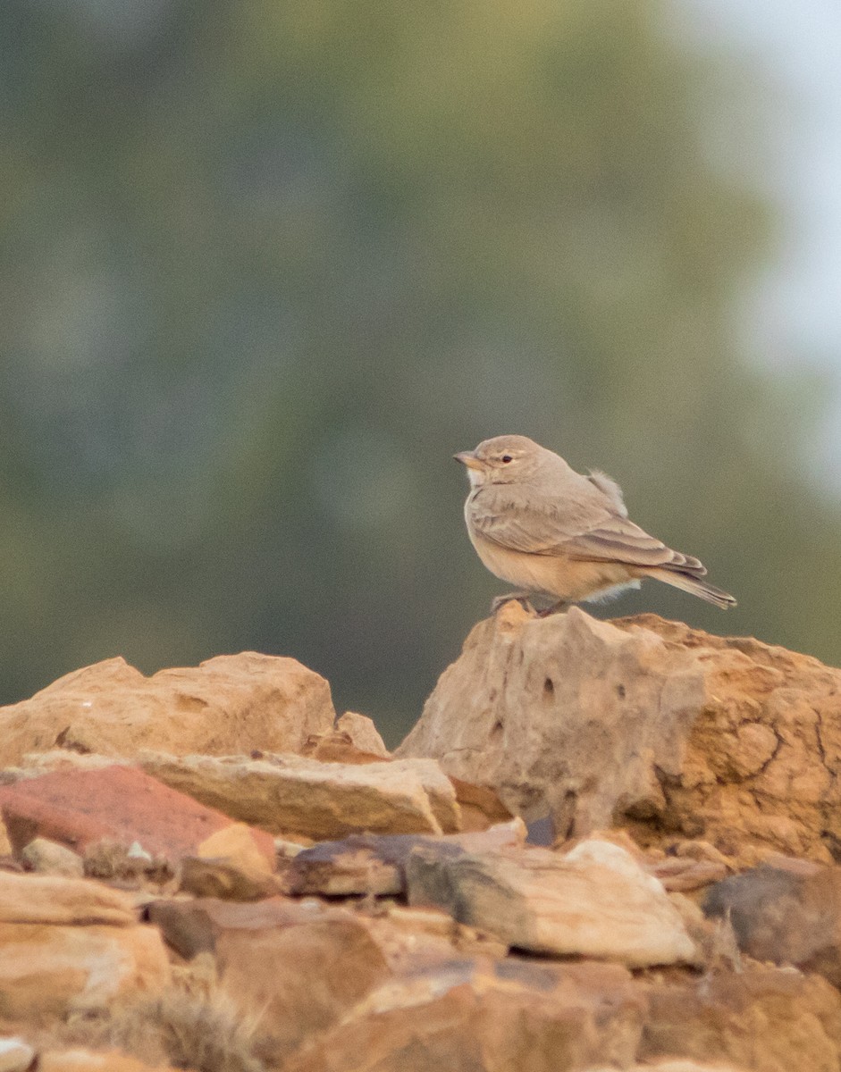 Desert Lark - ML618480212