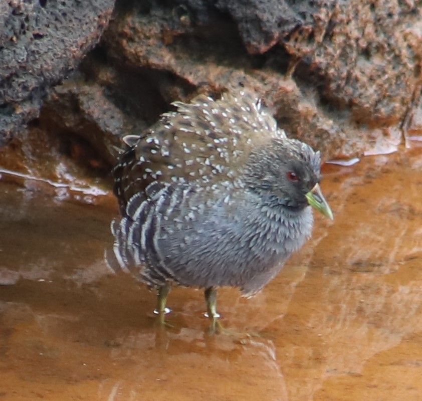 Australian Crake - ML618480229