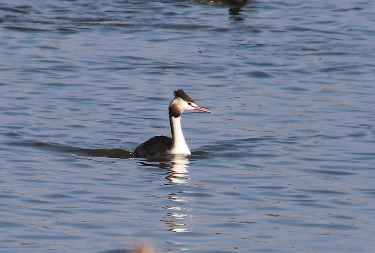 Great Crested Grebe - ML618480243