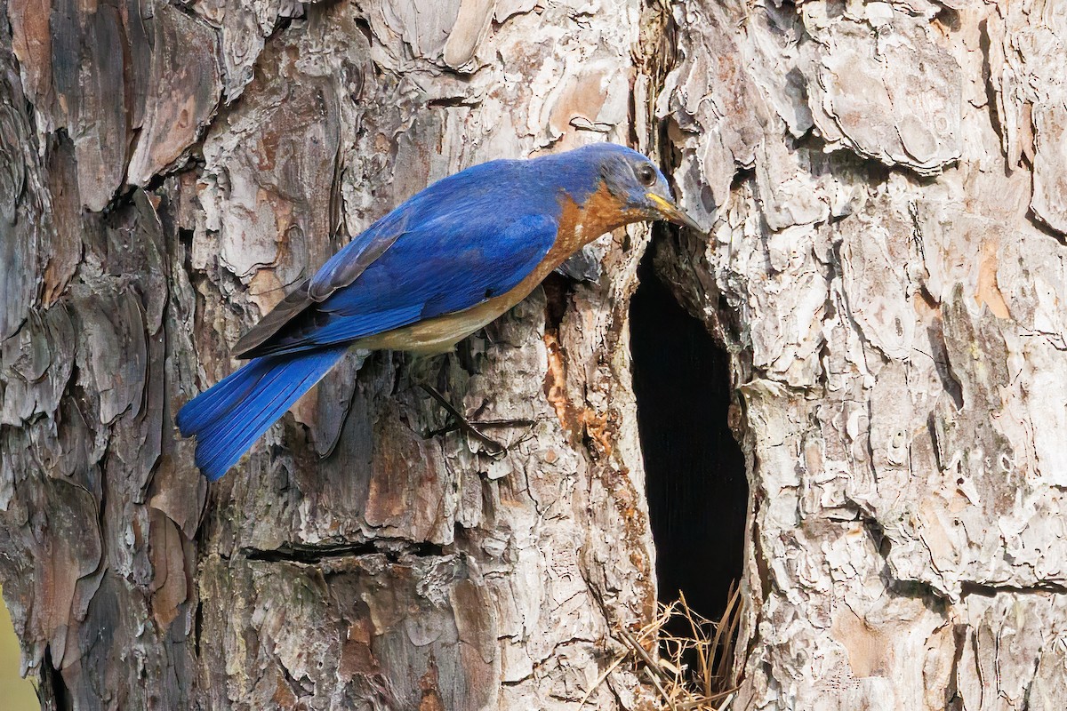 Eastern Bluebird - Doug Waters