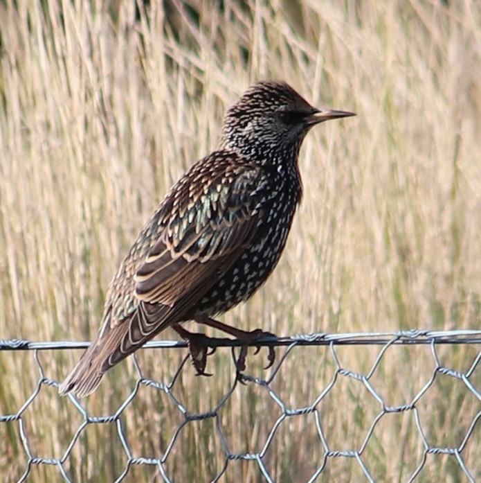 European Starling - ML618480273