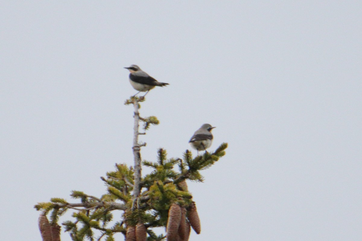 Northern Wheatear - Joao Pereira