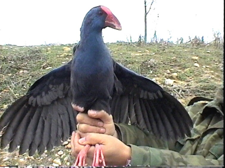 Western Swamphen - ML618480303
