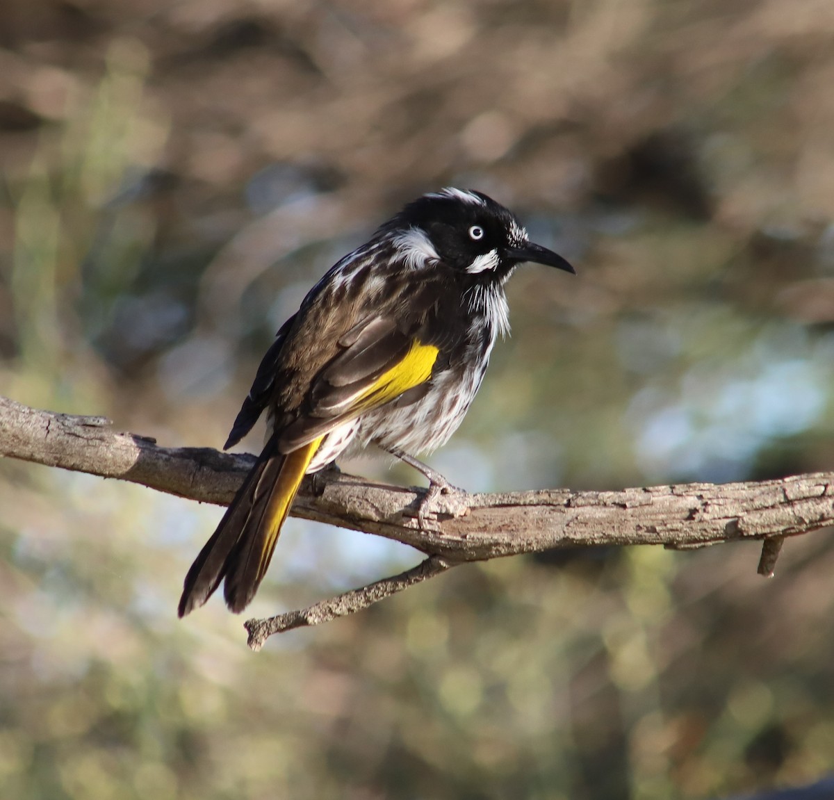 New Holland Honeyeater - Breta Loutit