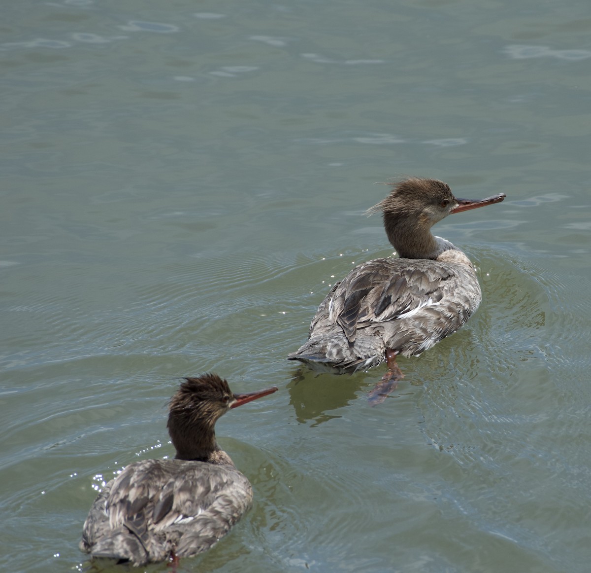 Red-breasted Merganser - Tyler Sharer