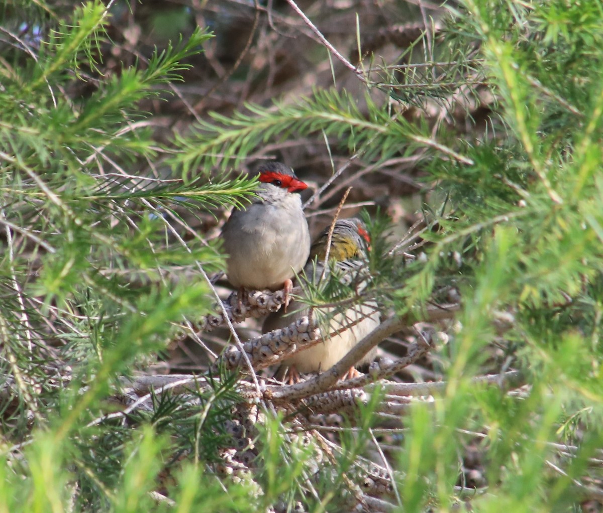 Red-browed Firetail - Breta Loutit