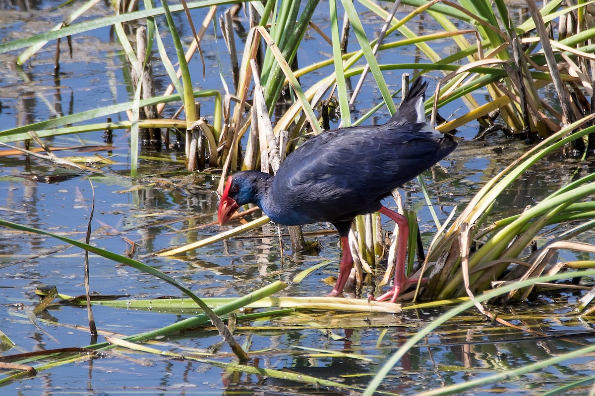 Western Swamphen - ML618480343