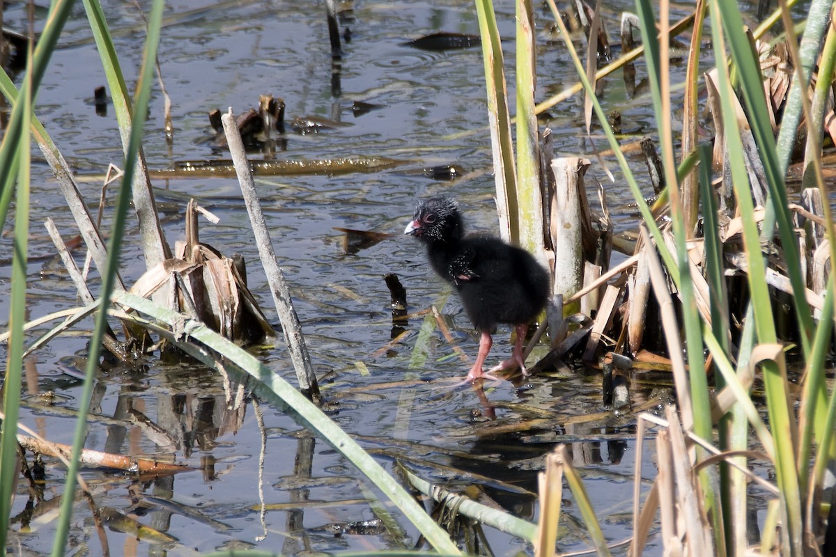 Western Swamphen - ML618480348