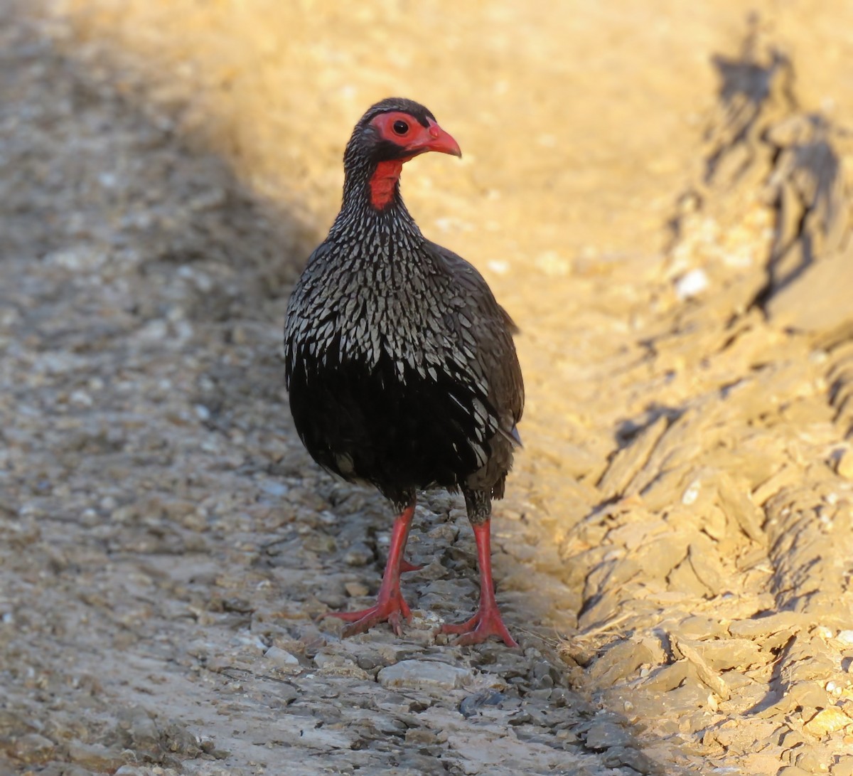 Red-necked Spurfowl - Mark Chao