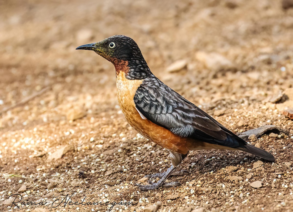 Spot-winged Starling - ML618480402