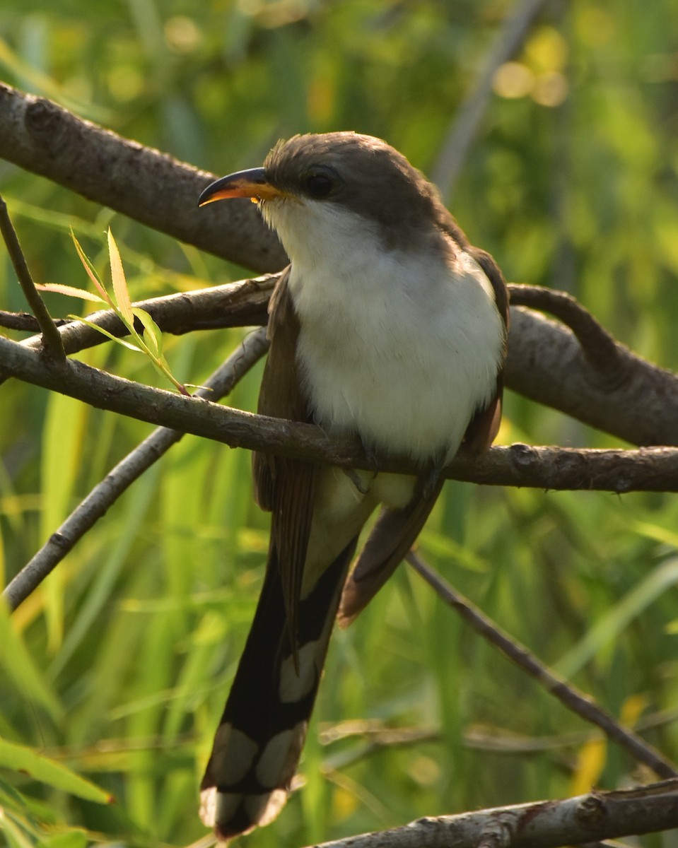 Yellow-billed Cuckoo - ML618480411