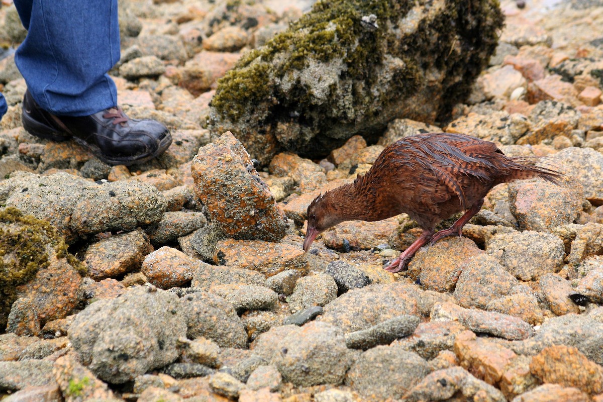 Rascón Weka - ML618480445