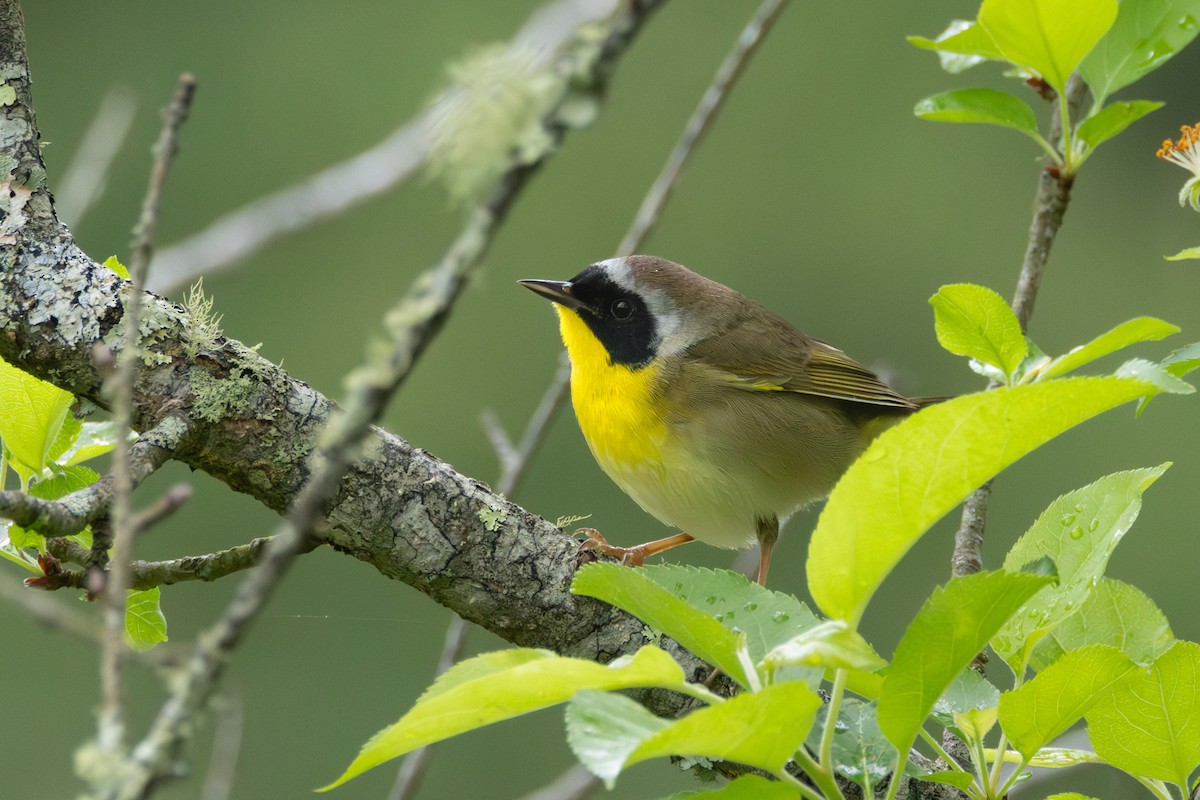 Common Yellowthroat - ML618480446