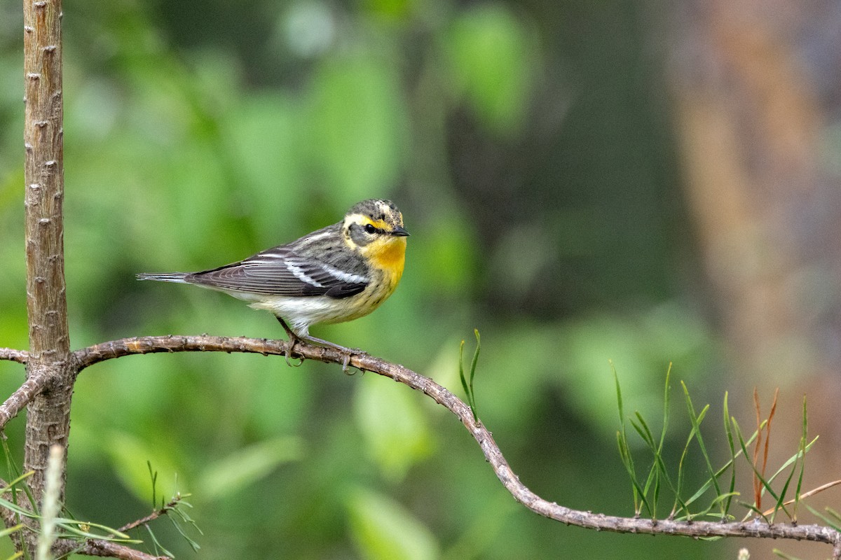 Blackburnian Warbler - ML618480452