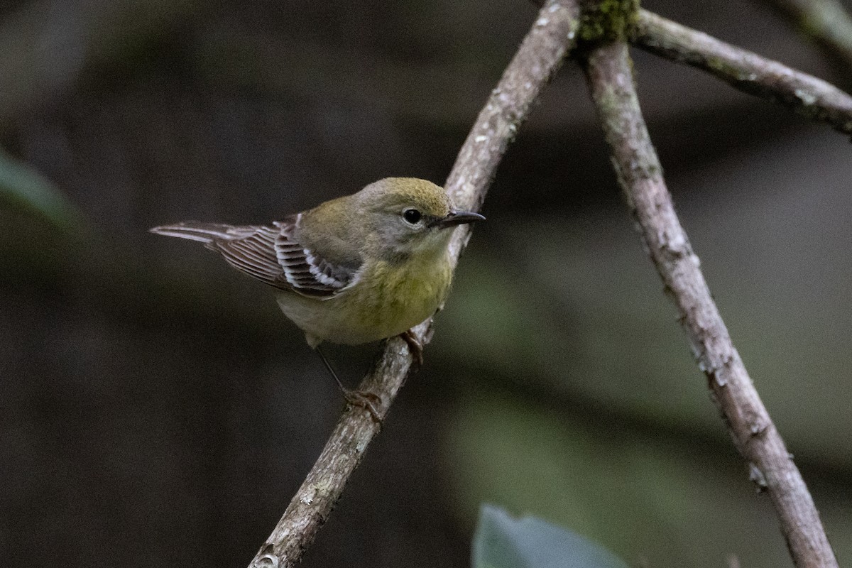 Pine Warbler - Phil Lehman