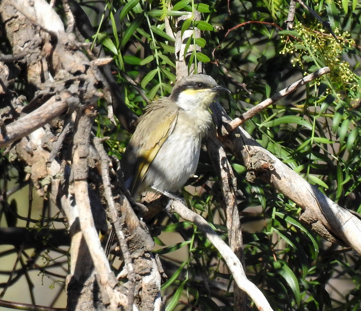 Singing Honeyeater - Helen Li